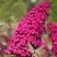 Буддлея давида РОЯЛ РЕД в Солигорске