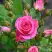 Роза ЛАВЛИ ЛИДИЯ спрей в Солигорске