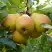 Груша ДОБРЯНКА в Солигорске
