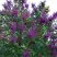 Сирень СУМЕРКИ в Солигорске