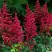 Астильба БУРГУНДИ РЕД Арендса в Солигорске