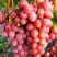 Виноград КИШМИШ КРАСНЫЙ в Солигорске