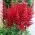 Астильба БУРГУНДИ РЕД Арендса в Солигорске