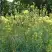 Василистник ГЛАУКУМ желтый в Солигорске