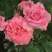 Роза ПЬЕР КАРДЕН чайно-гибридная в Солигорске