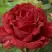 Роза РЕД ИНТУИШН чайно-гибридная в Солигорске