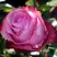 Роза ДИП ВОТЕР чайно-гибридная в Солигорске