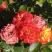 Роза ТАЙФУН спрей в Солигорске