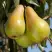 Груша КОНКОРД в Солигорске