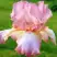 Ирис БЛАШИНГ ПИНК бородатый в Солигорске