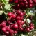 Рябина ГРАНАТНАЯ сладкоплодная в Солигорске