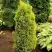 Можжевельник ГОЛД КОН обыкновенный в Солигорске