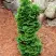 Туя СПИРАЛИС МИНИ западная в Солигорске