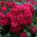 Роза РАДОСТЬ САДОВНИКА (ГАРТЕН ФРОЙДЕ) почвопокровная в Солигорске