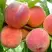 Персик ВАЙН ГОЛД Т3 в Солигорске