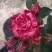 Роза ФАЙЕР ВОРКС миниатюрная в Солигорске