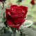 Роза ТАБУ чайно-гибридная в Солигорске