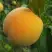Персик ДОНЕЦКИЙ ЖЕЛТЫЙ в Солигорске