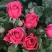 Роза ЛАВ ЛЕТТЕР флорибунда в Солигорске