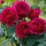 Роза КЕЙТ английская в Солигорске