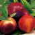 Нектарин СТАРК РЕД ГОЛД в Солигорске