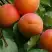 Абрикос ГРАФИНЯ в Солигорске