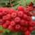 Рябина АЛАЯ КРУПНАЯ сладкоплодная в Солигорске