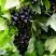 Смородина чёрная БЕЛОРУССКАЯ СЛАДКАЯ в Солигорске