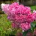 Гортензия МЕГА МИНДИ метельчатая в Солигорске