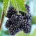 Ежевика БЛЭК САТИН бесшипная  в Солигорске