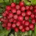 Рябина РУБИНОВАЯ сладкоплодная в Солигорске