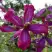 Клематис СВИТ САММЕР ЛАВ в Солигорске