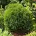 Туя ТИНИ ТИМ западная в Солигорске