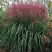 Мискантус МАЛЕПАРТУС китайский  в Солигорске
