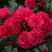 Роза РАДОСТЬ САДОВНИКА (ГАРТЕН ФРОЙДЕ) почвопокровная в Солигорске