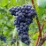 Виноград МУКУЗАНИ в Солигорске