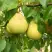 Груша ВЕЛИКАЯ ЛЕТНЯЯ (БОЛЬШАЯ ЛЕТНЯЯ) в Солигорске