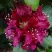 Рододендрон КАЛИ в Солигорске
