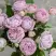 Роза ЛАВАНДЕР БАБЛС спрей в Солигорске