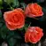 Роза ОРАНЖ ДЖЕВЕЛ миниатюрная в Солигорске