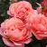Роза КОРАЛ ЛИОНС РОУЗ флорибунда в Солигорске