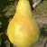 Груша КОНКОРД в Солигорске