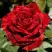 Роза РЕД ИНТУИШН чайно-гибридная в Солигорске