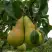Груша КОНКОРД в Солигорске