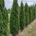 Туя ДЕГРУТ СПАЙР западная в Солигорске