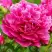 Пион НОЧНЫЕ ГРЕЗЫ древовидный в Солигорске