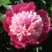 Пион КАПЛЯ РОСЫ травянистый в Солигорске