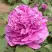 Пион ОРНАМЕНТ древовидный в Солигорске