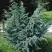 Можжевельник БЛЮ АЛЬПС китайский  в Солигорске