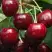 Черешня ГРОНКАВАЯ в Солигорске